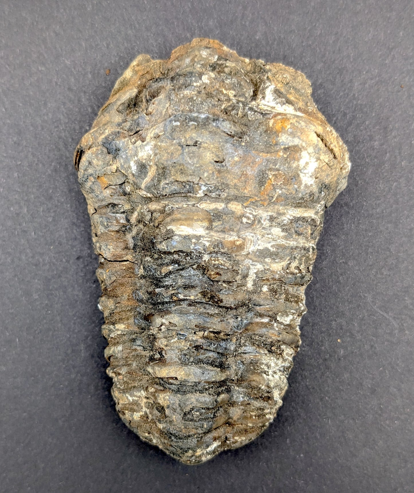 Flexicalymene Trilobite, 3.5-4.5", Premium Grade