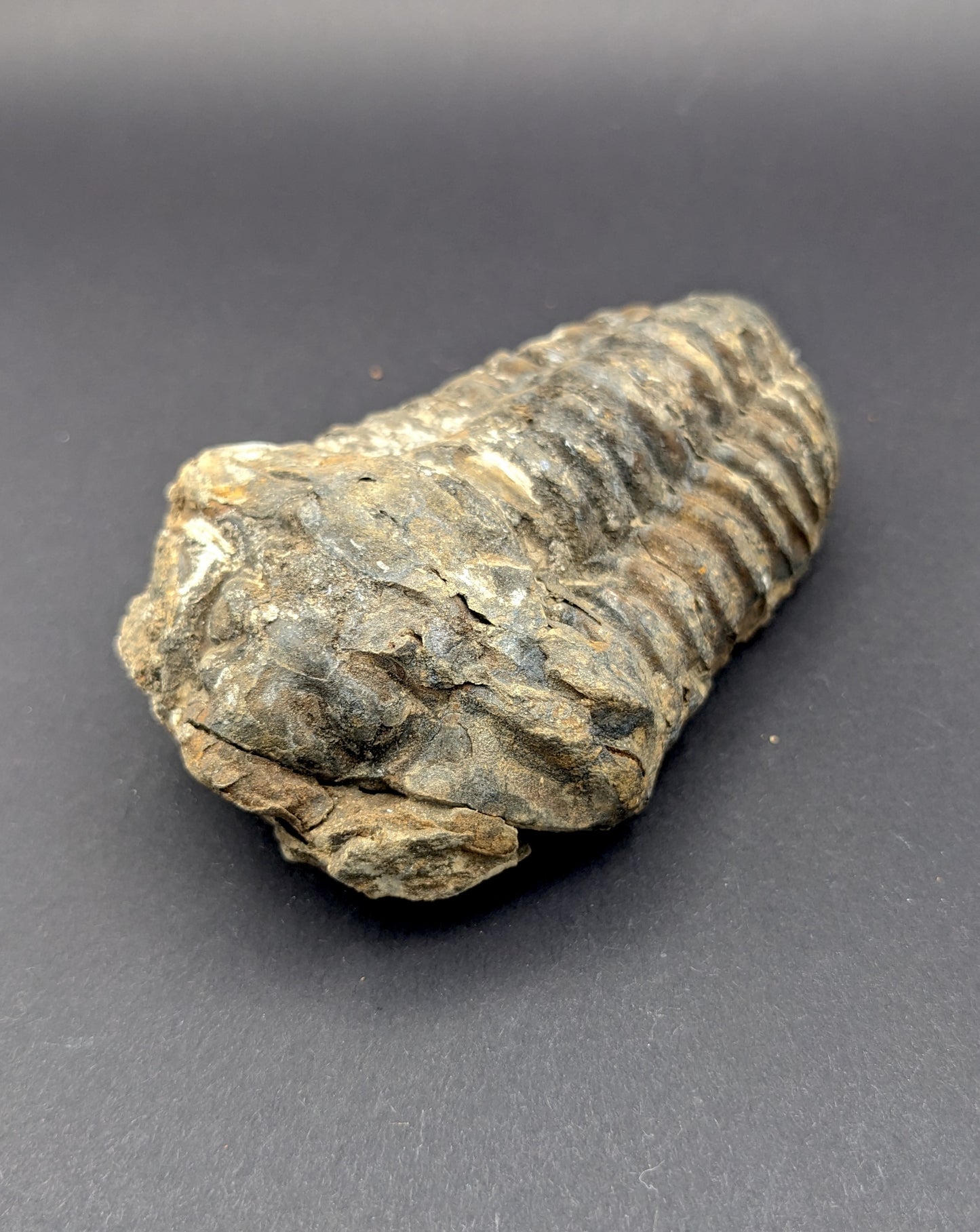 Flexicalymene Trilobite, 3.5-4.5", Premium Grade