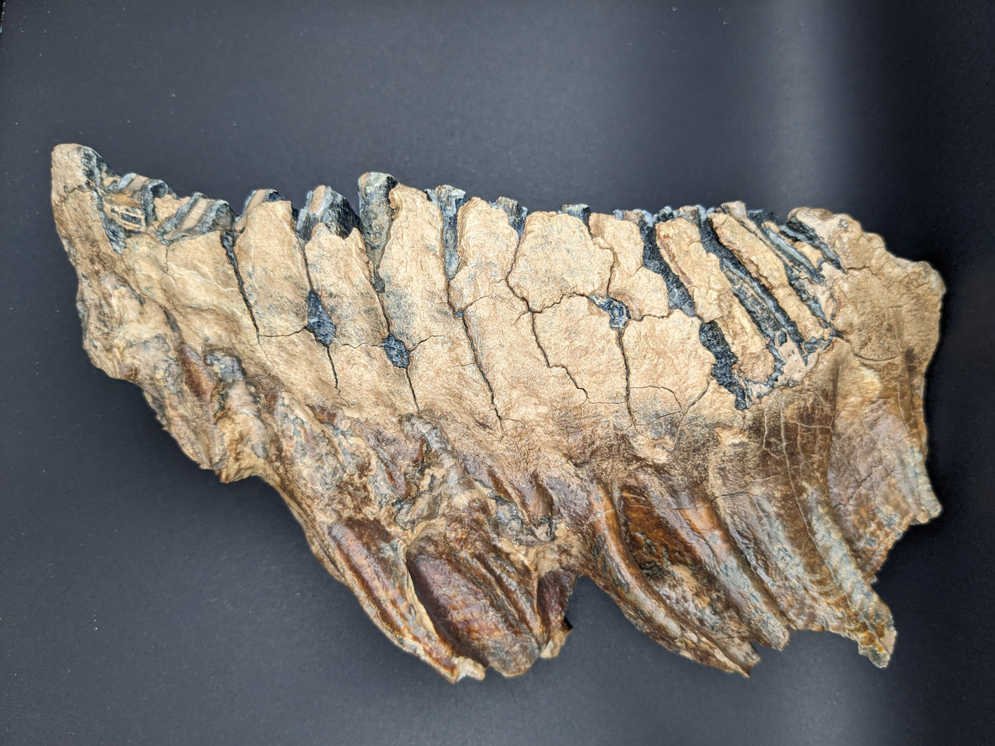 Mammoth tooth/jaw