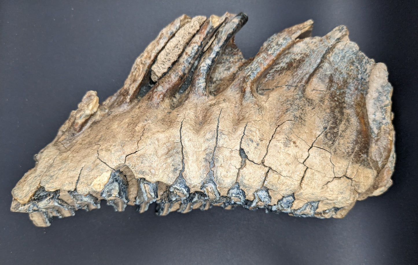 Mammoth tooth/jaw