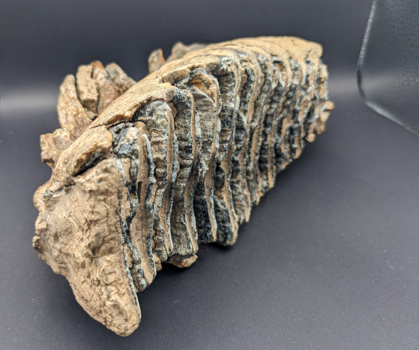 Mammoth tooth/jaw