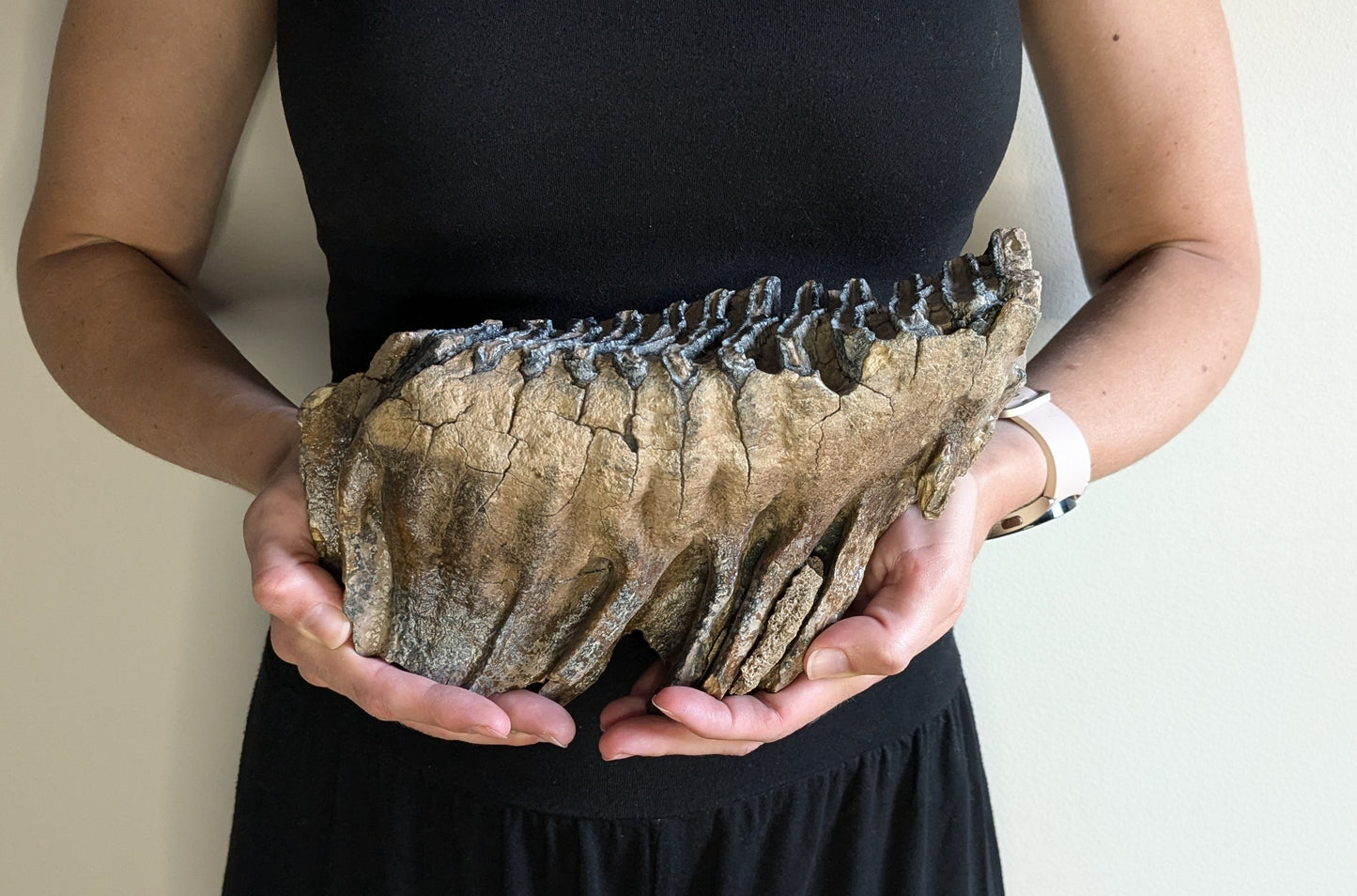 Mammoth tooth/jaw