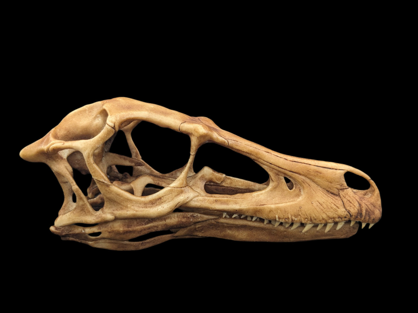 Velociraptor Skull Replica