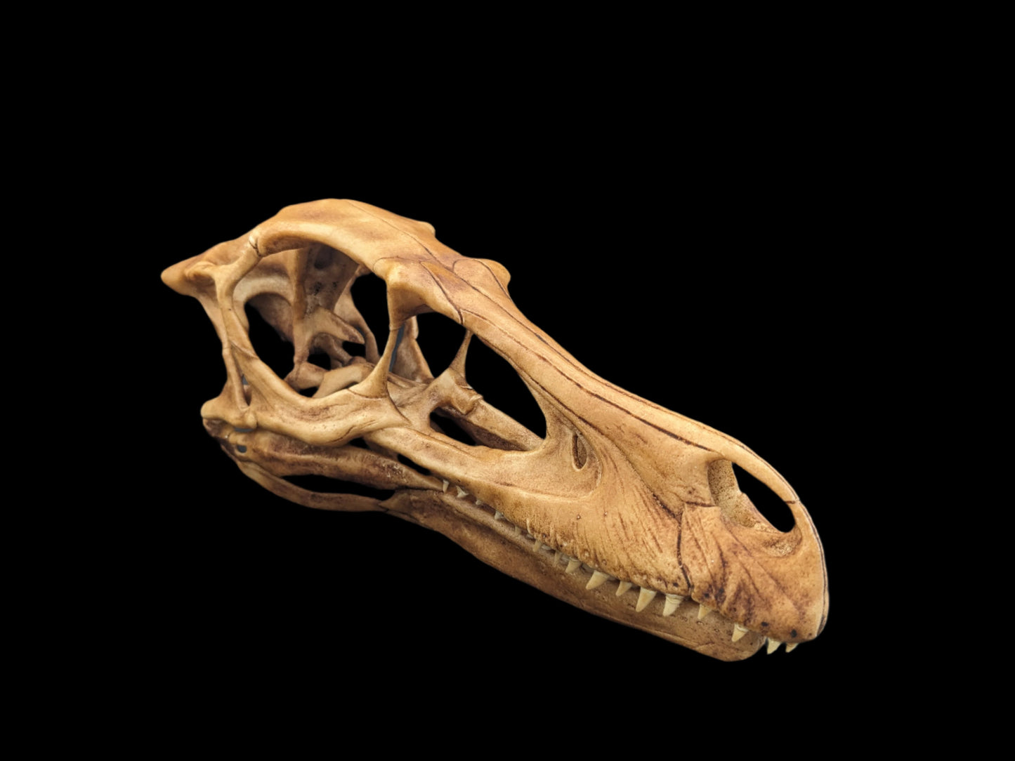 Velociraptor Skull Replica