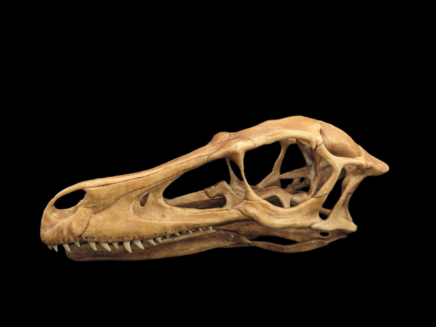 Velociraptor Skull Replica