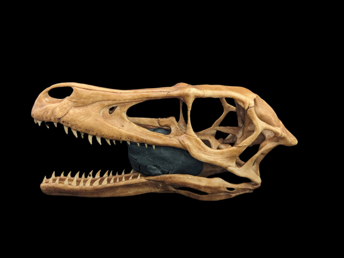 Velociraptor Skull Replica