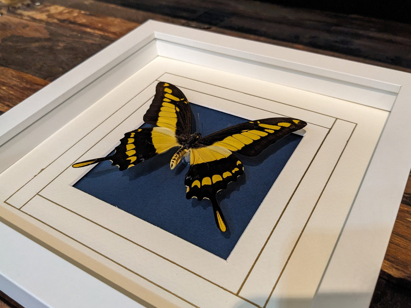 Real Butterfly on Cream and Blue Mat (Papilio lycophron)