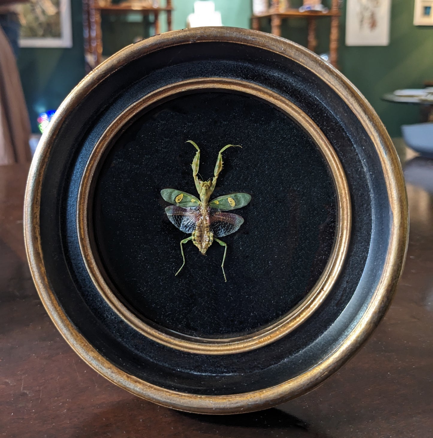 Real Mantis in Round Frame