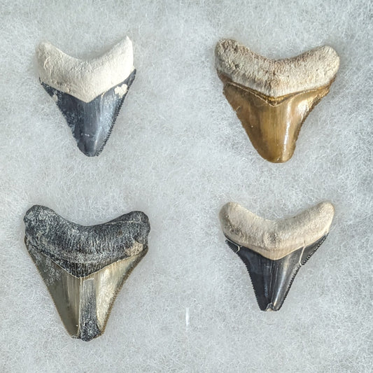 Megalodon Tooth 1.5"-1.9"