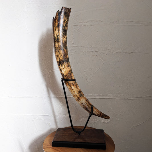 Woolly Mammoth Tusk