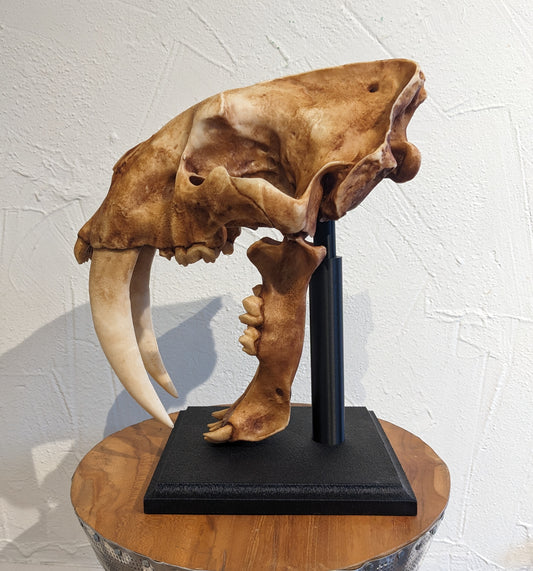 Sabertooth Tiger Skull Replica