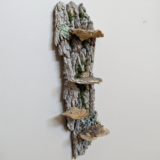 Fungus Shelf (Small)