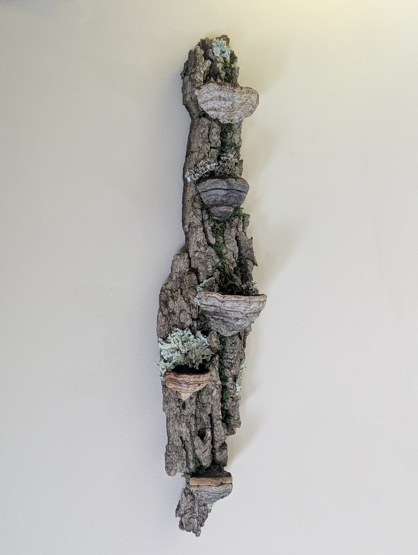 Fungus Shelf (Medium)