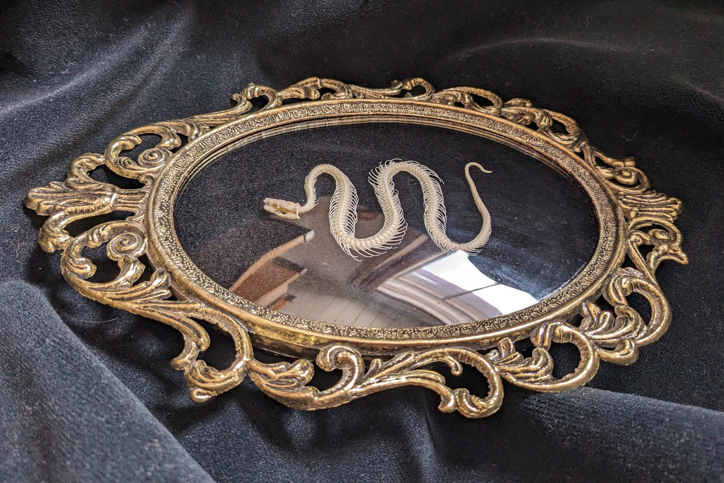 Snake Skeleton in Vintage Frame