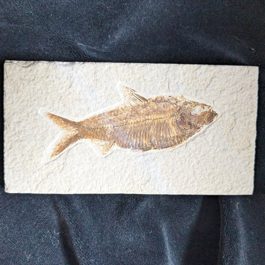 Fossilized Fish (Knightia)