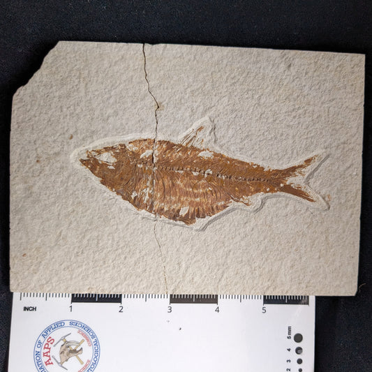 Fossilized Fish (Knightia)