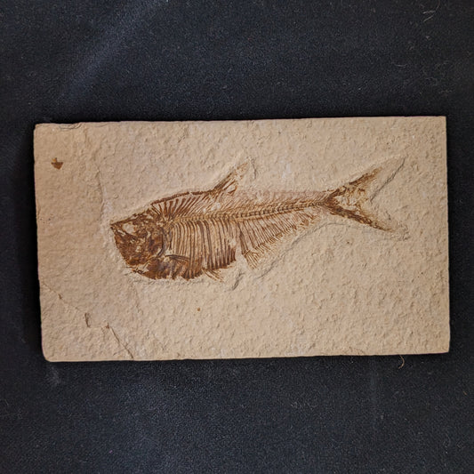 Fossilized Fish (Diplomystus dentatus)