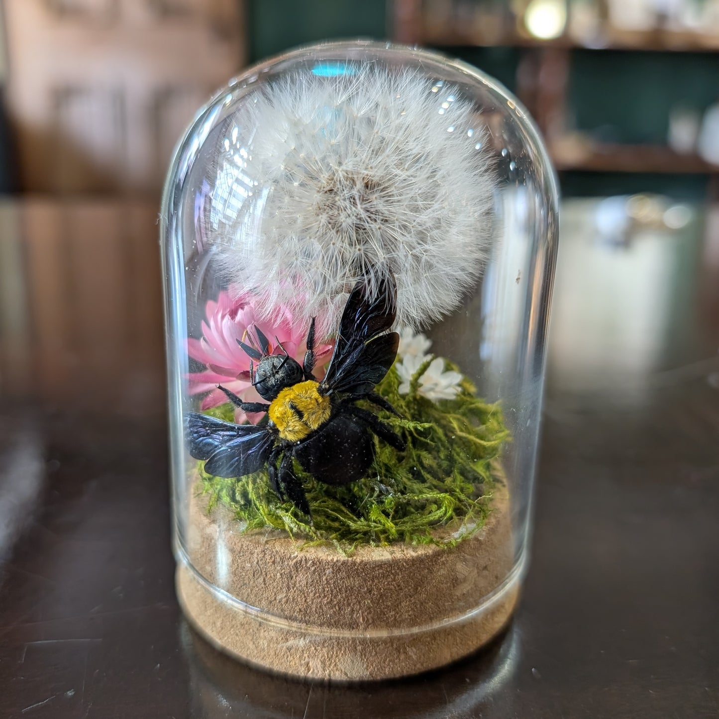 Real carpenter bee and dandelion dome