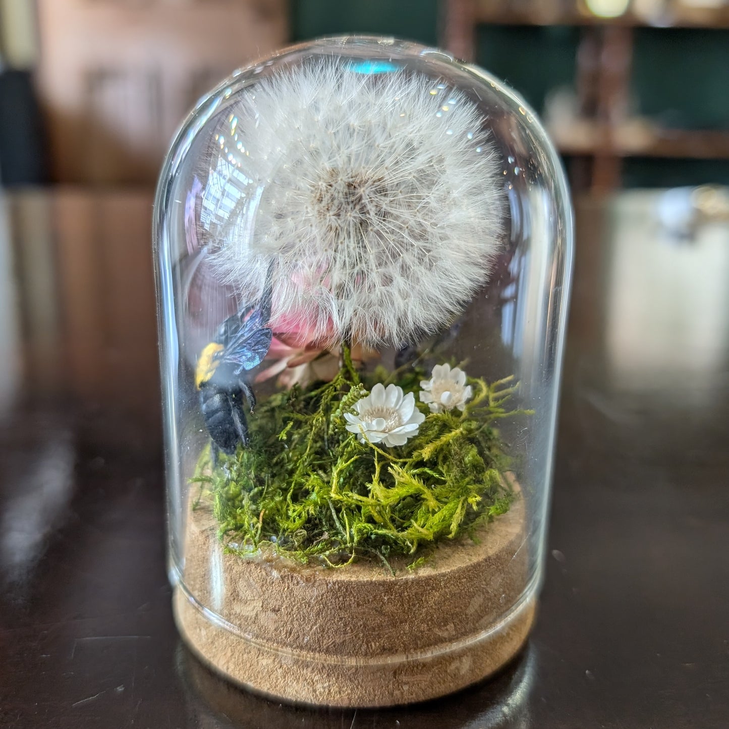Real carpenter bee and dandelion dome