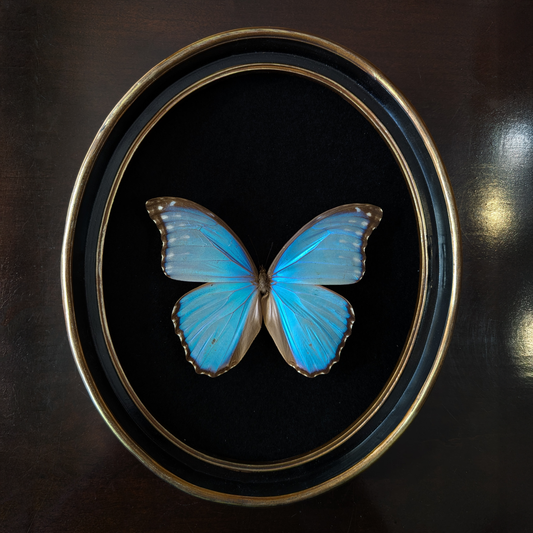 Blue Morpho Butterfly in Oval Frame