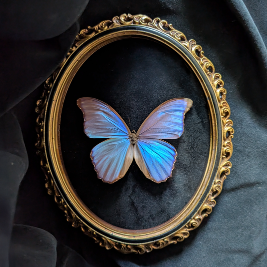 Blue Morpho Butterfly in Curly Oval Frame