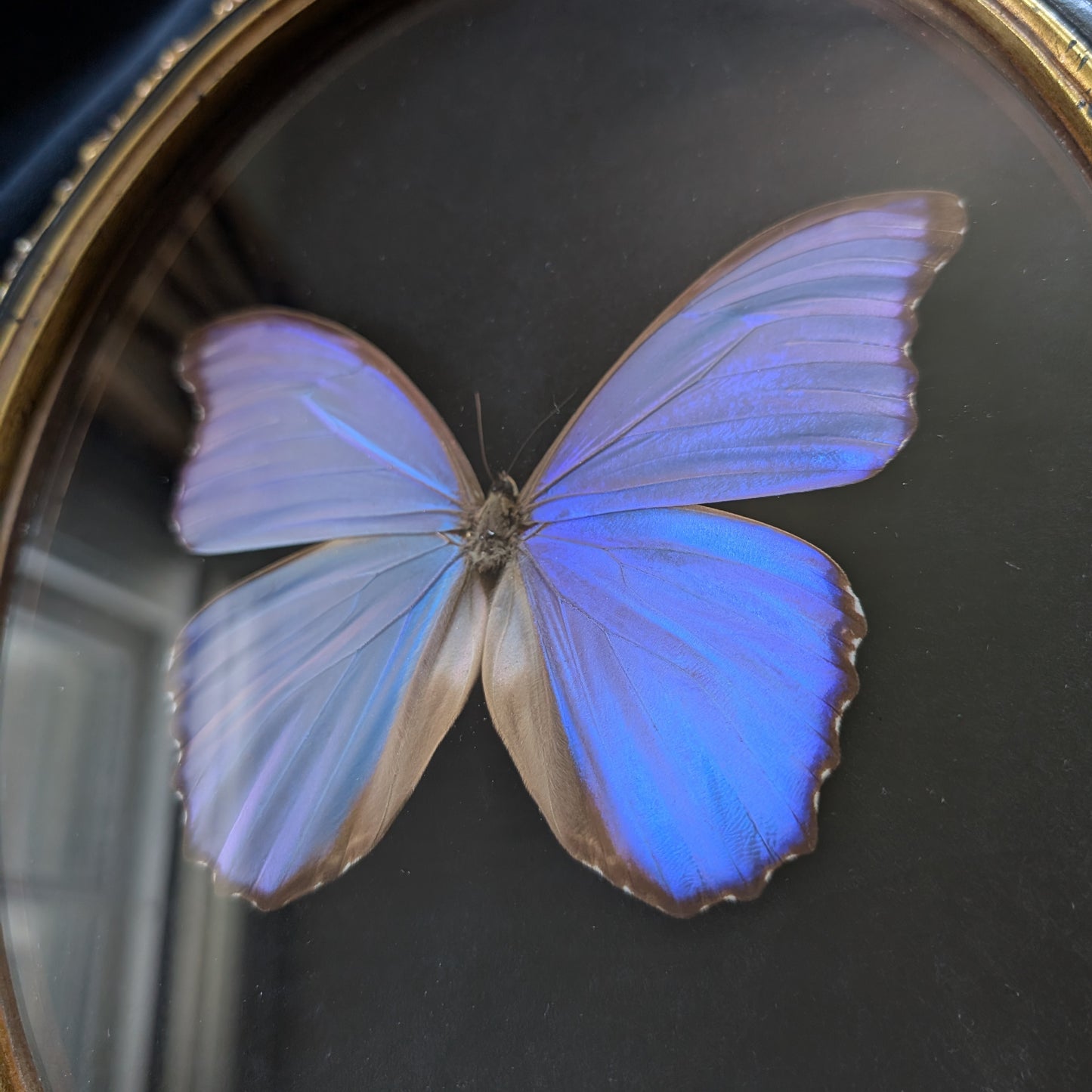 Blue Morpho Butterfly in Curly Oval Frame