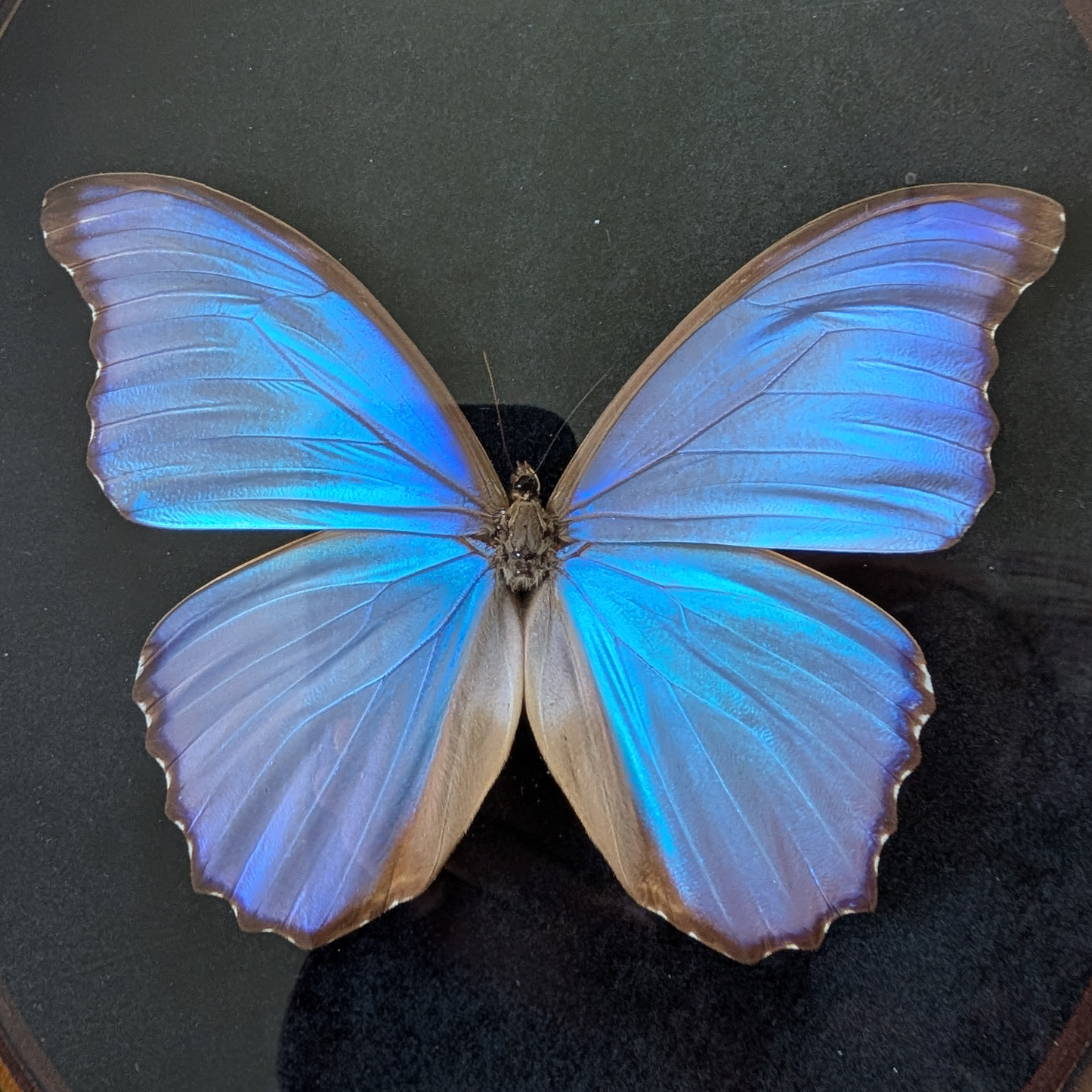 Blue Morpho Butterfly in Curly Oval Frame