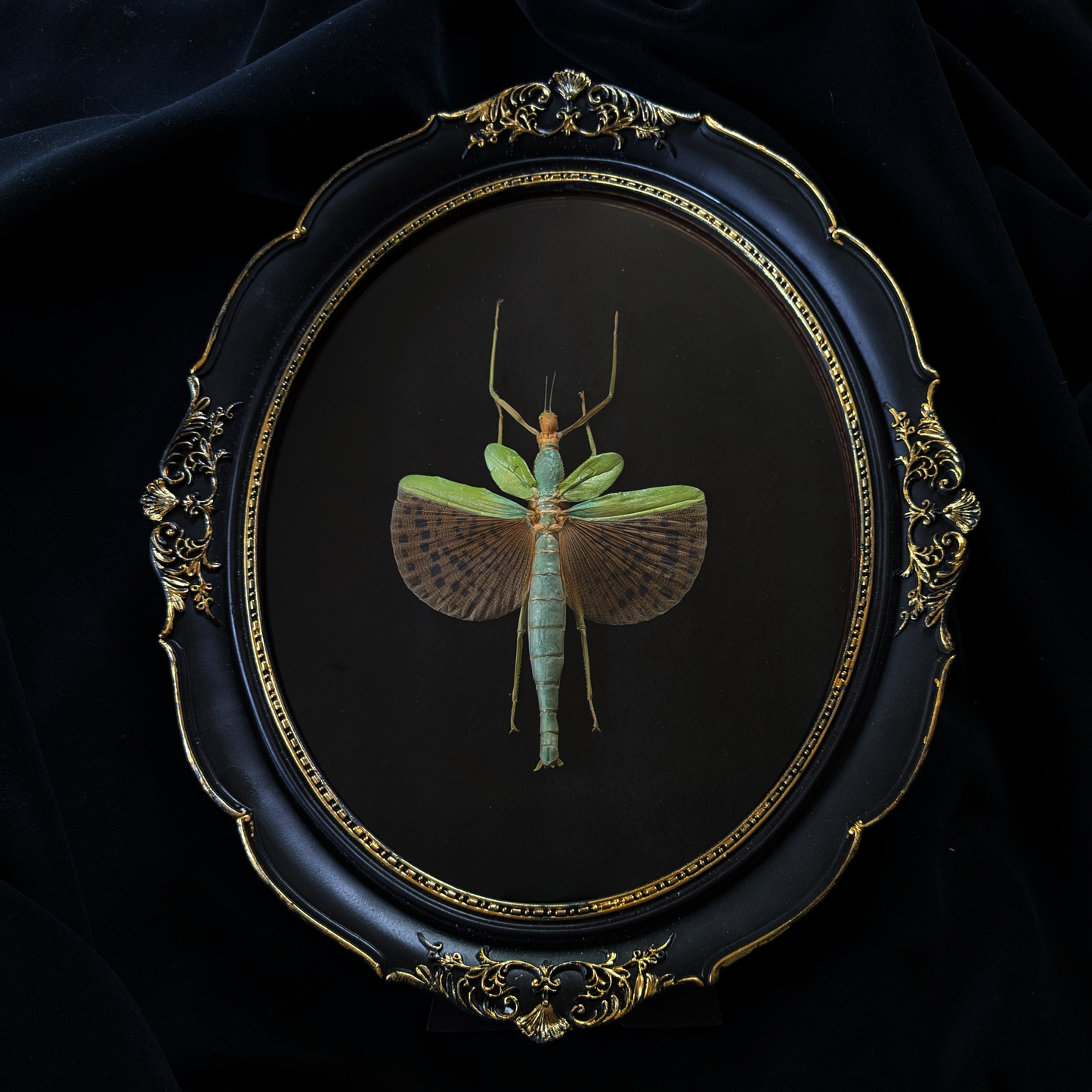 Real Leopard-Winged Stick Insect in Ornate Frame