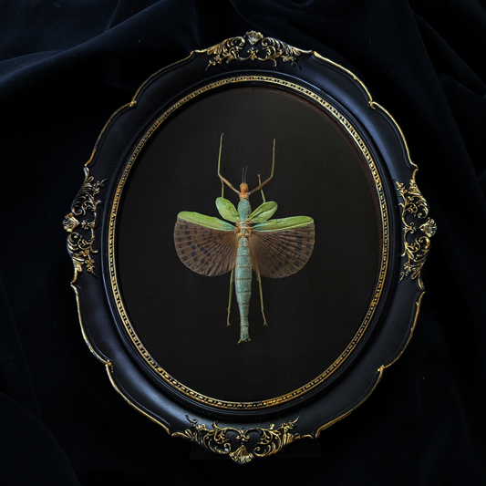 Real Leopard-Winged Stick Insect in Ornate Frame