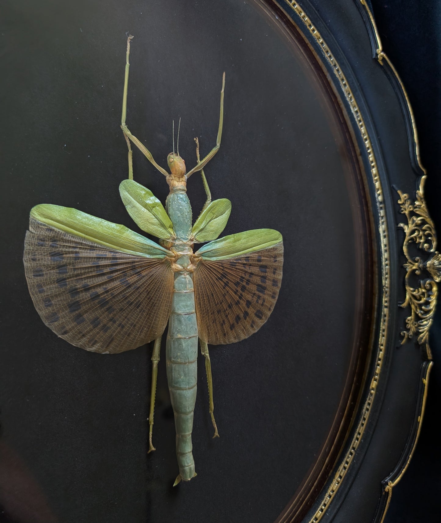 Real Leopard-Winged Stick Insect in Ornate Frame