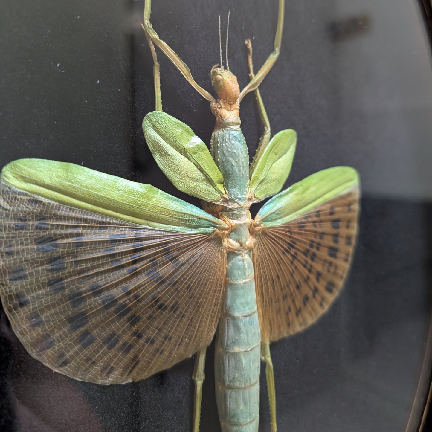 Real Leopard-Winged Stick Insect in Ornate Frame