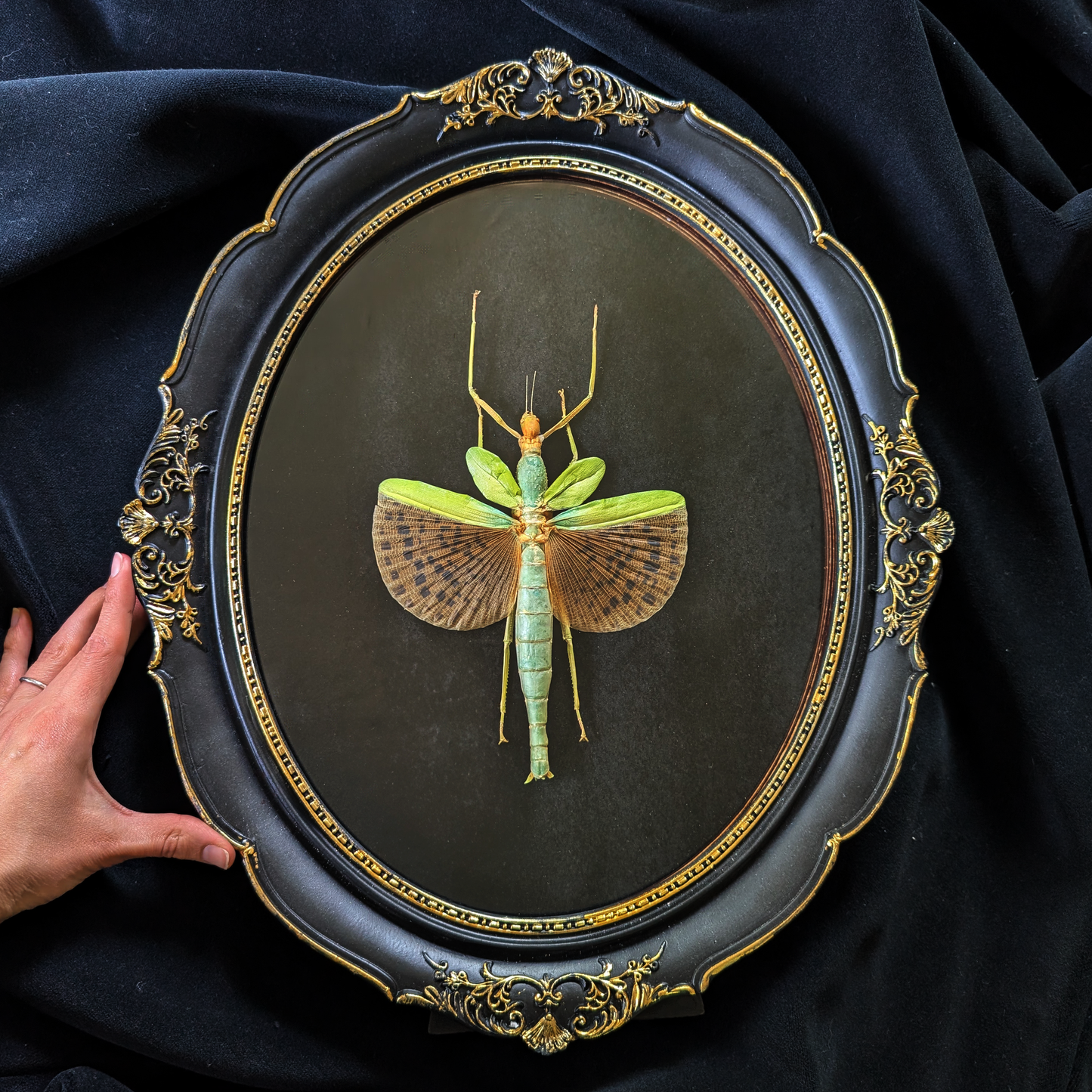 Real Leopard-Winged Stick Insect in Ornate Frame