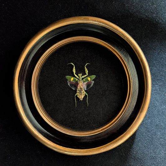 Real Jeweled Mantis in Round Frame (Female)