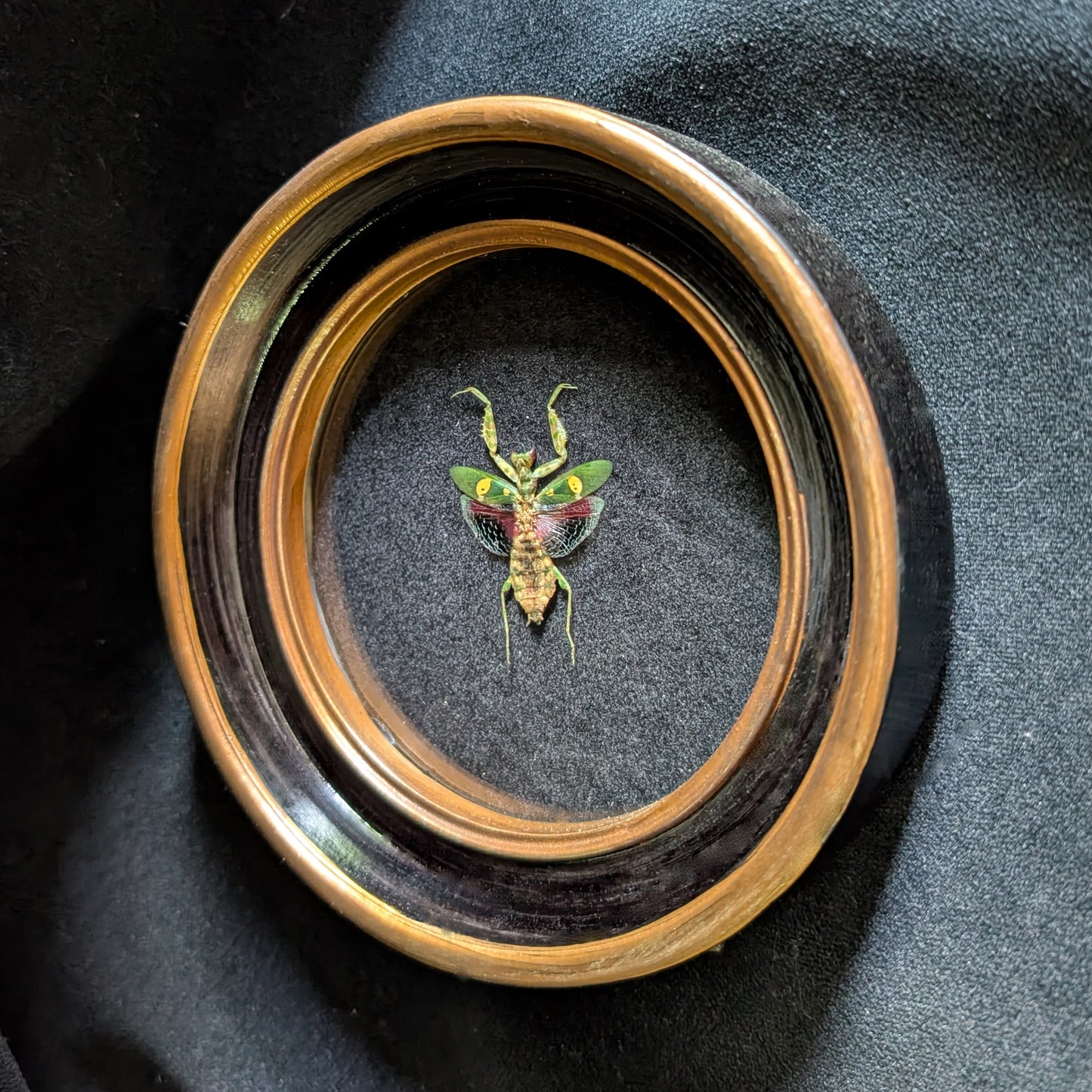 Real Jeweled Mantis in Round Frame (Female)