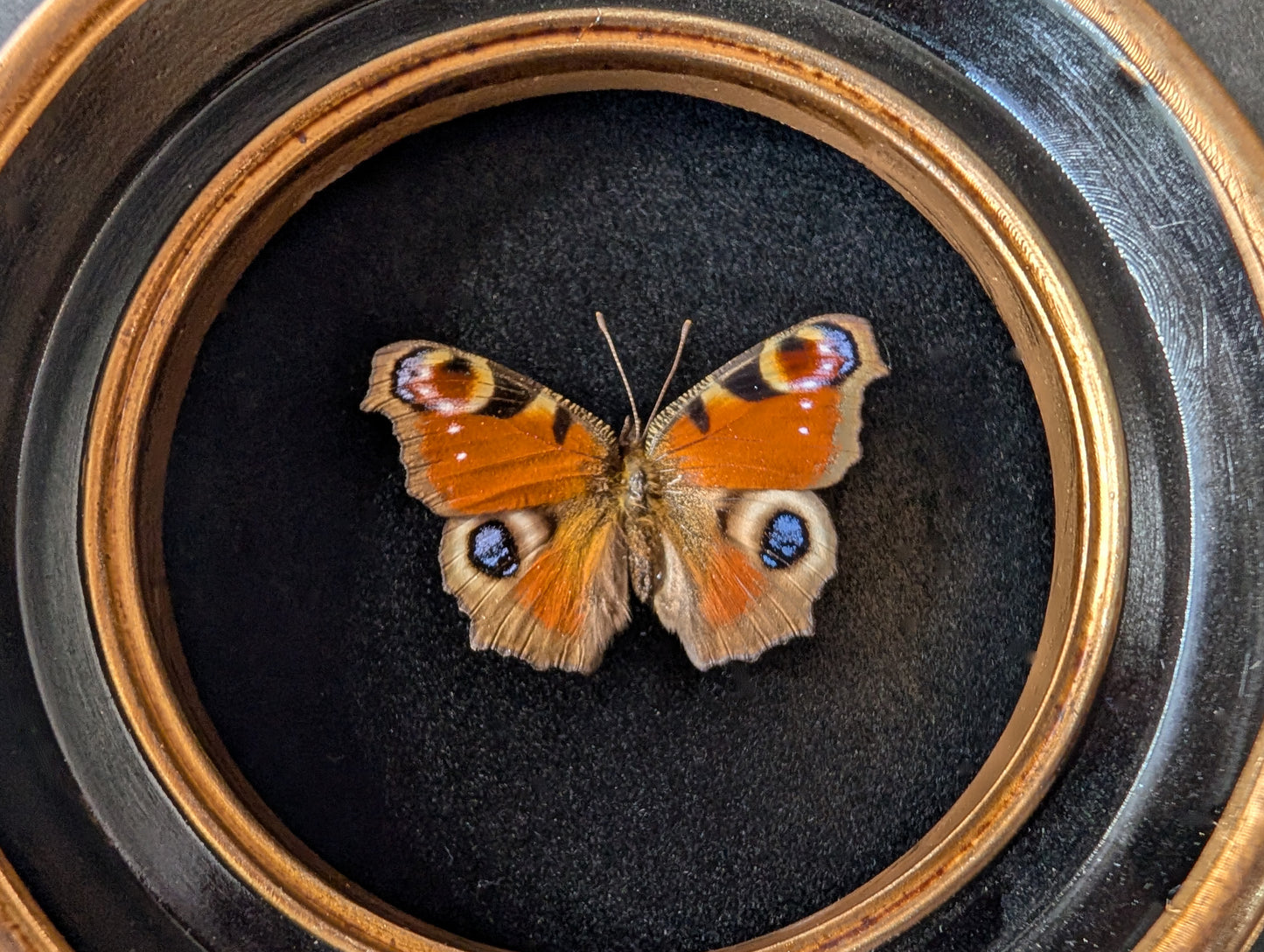 Real Peacock Butterfly in Round Frame