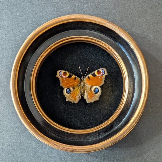Real Peacock Butterfly in Round Frame