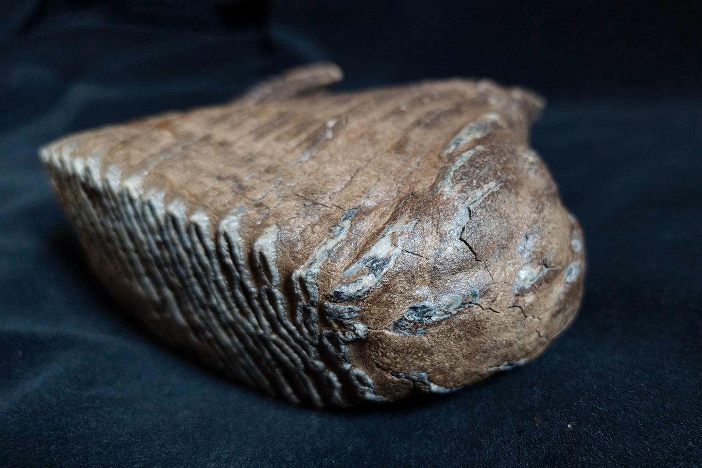 Mammoth Tooth