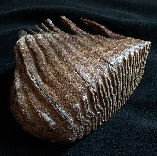 Mammoth Tooth