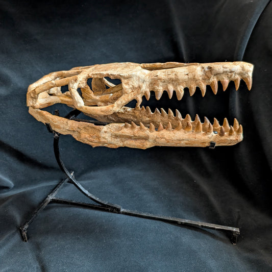 Mosasaur Skull