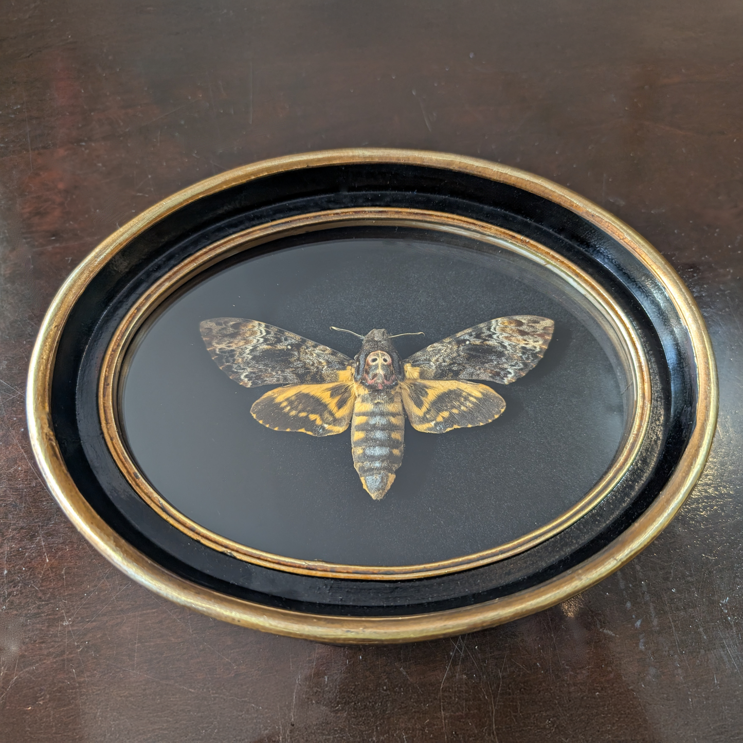 Death's Head Hawkmoth in Oval Frame