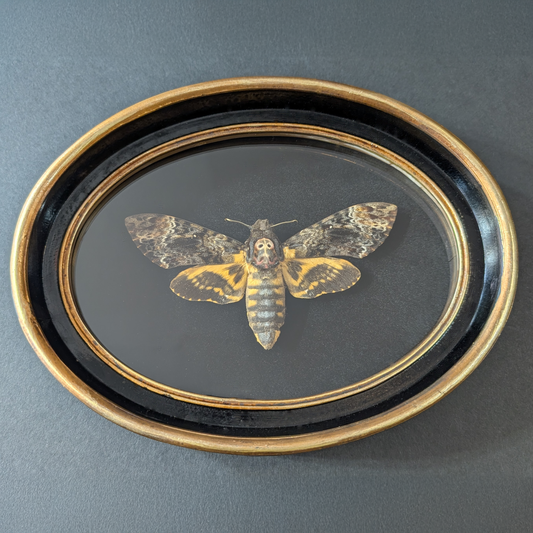 Death's Head Hawkmoth in Oval Frame