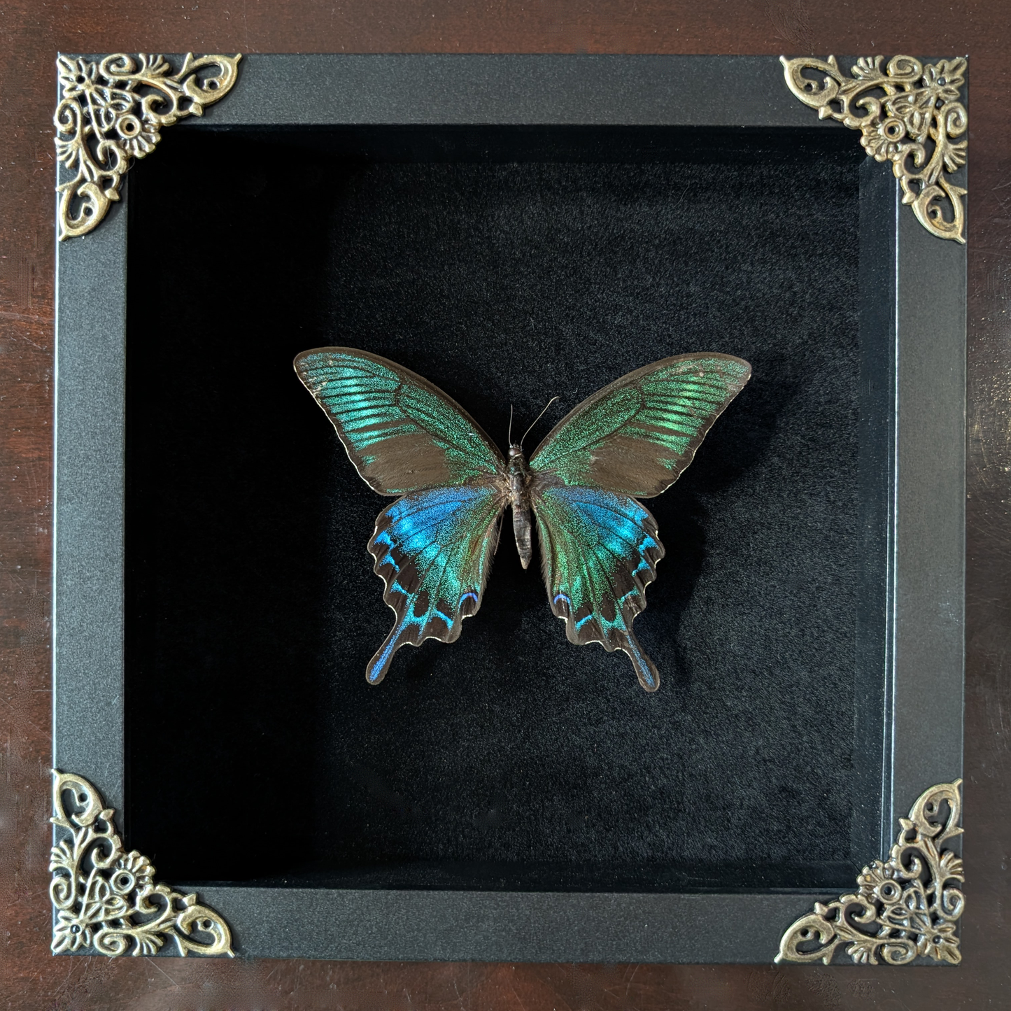 Butterfly Pinning Workshop: Alpine Swallowtail