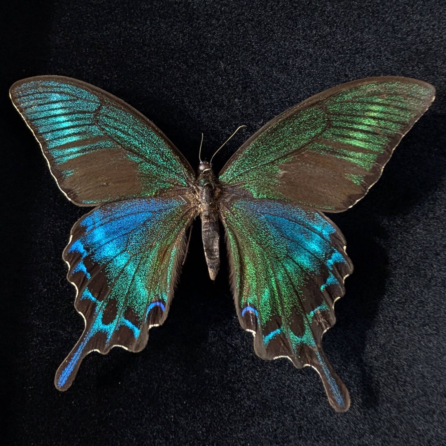 Butterfly Pinning Workshop: Alpine Swallowtail