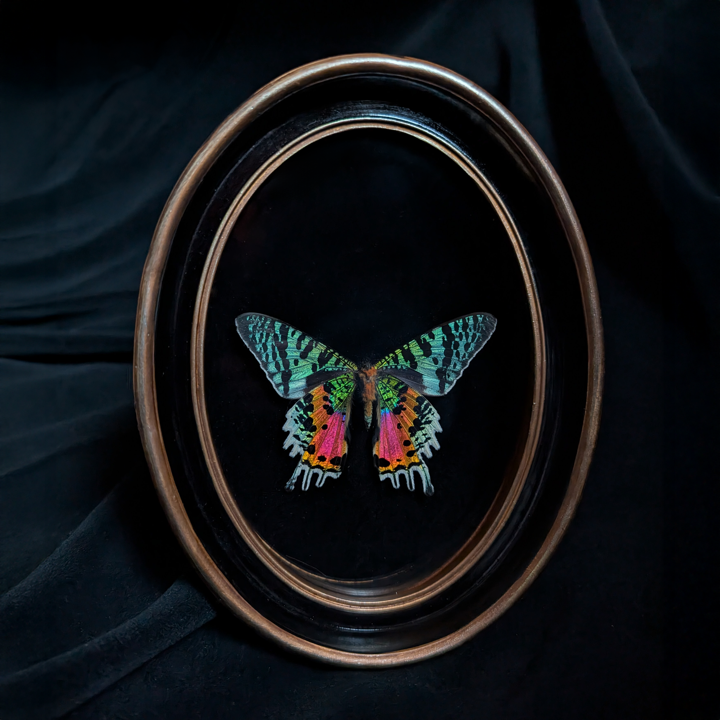 Butterfly Pinning Workshop: Madagascan Sunset Moth