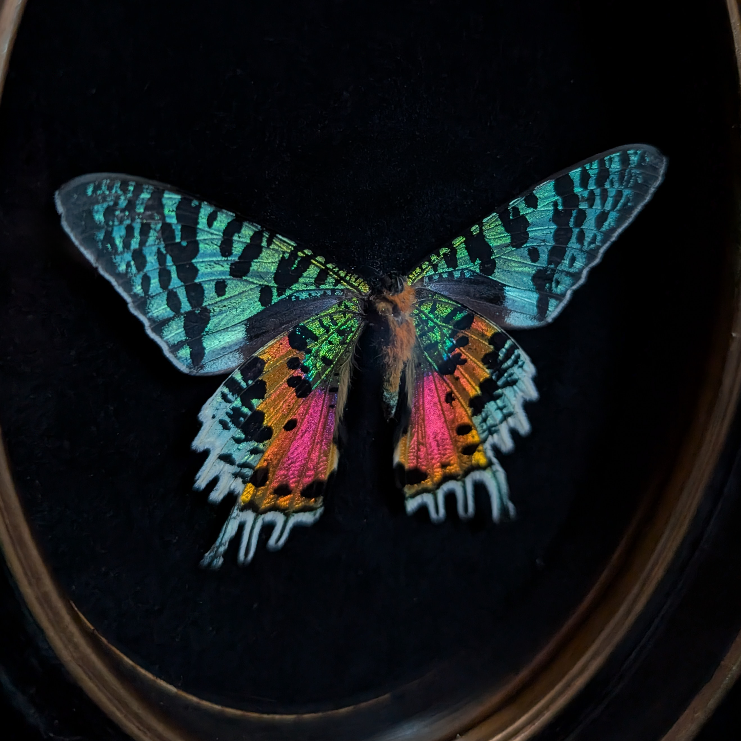 Butterfly Pinning Workshop: Madagascan Sunset Moth
