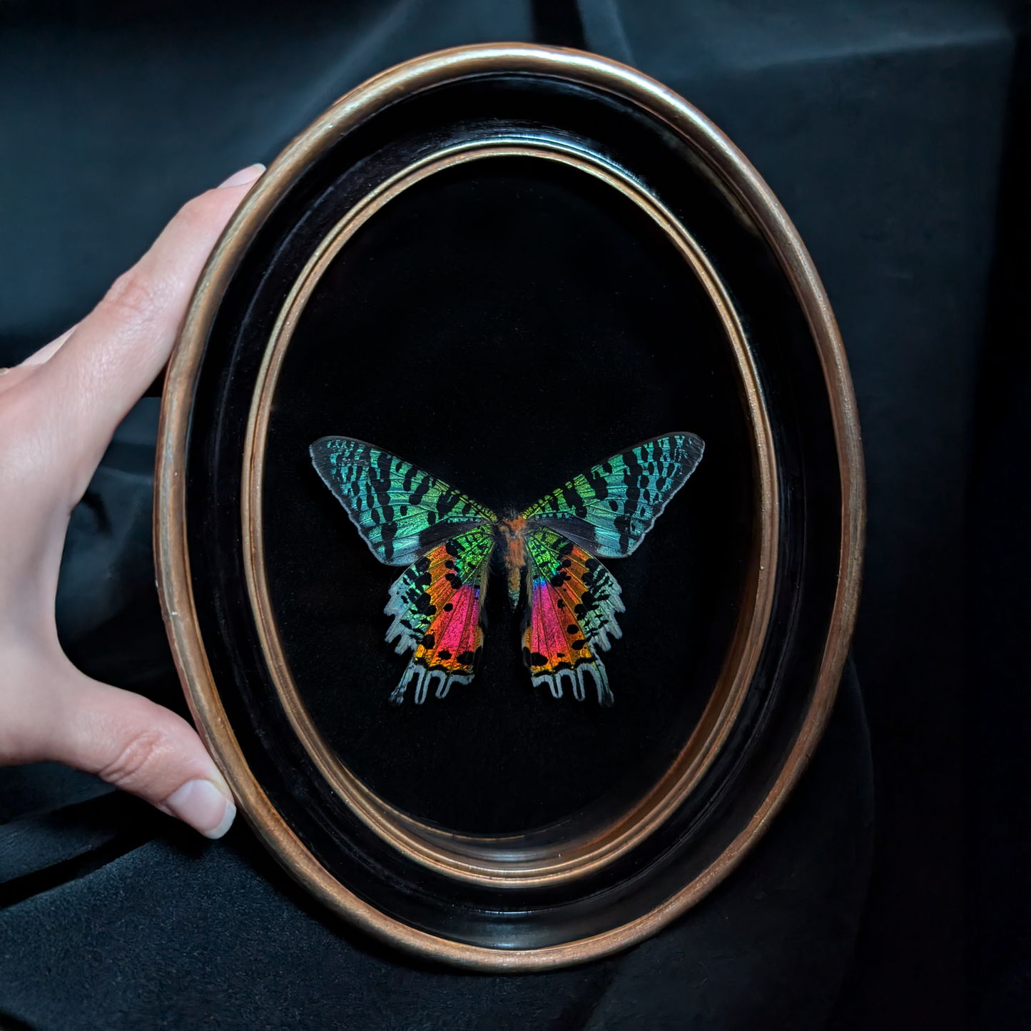 Real Madagascan Sunset Moth in Oval Frame