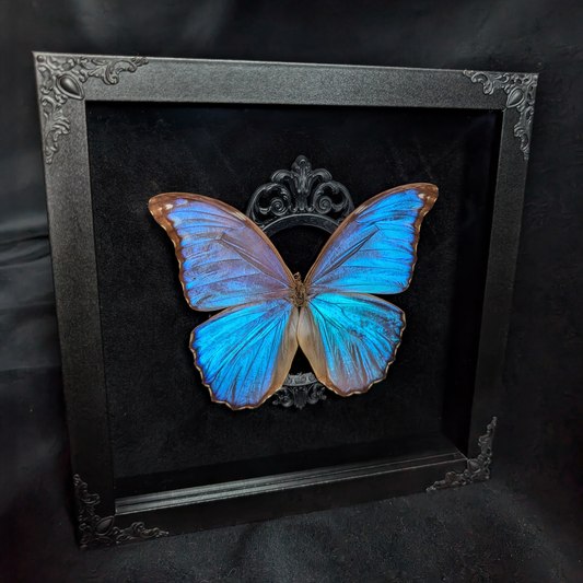 Blue Morpho with Black accents