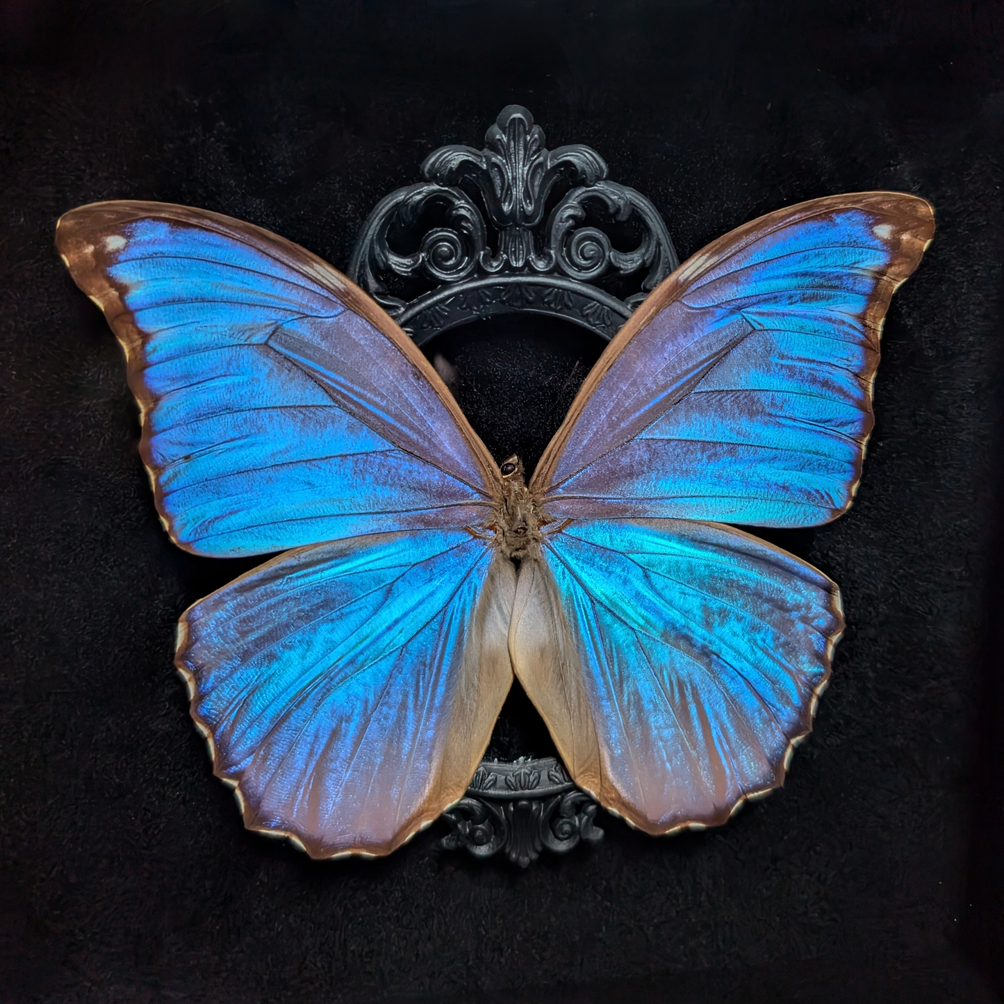 Blue Morpho with Black accents