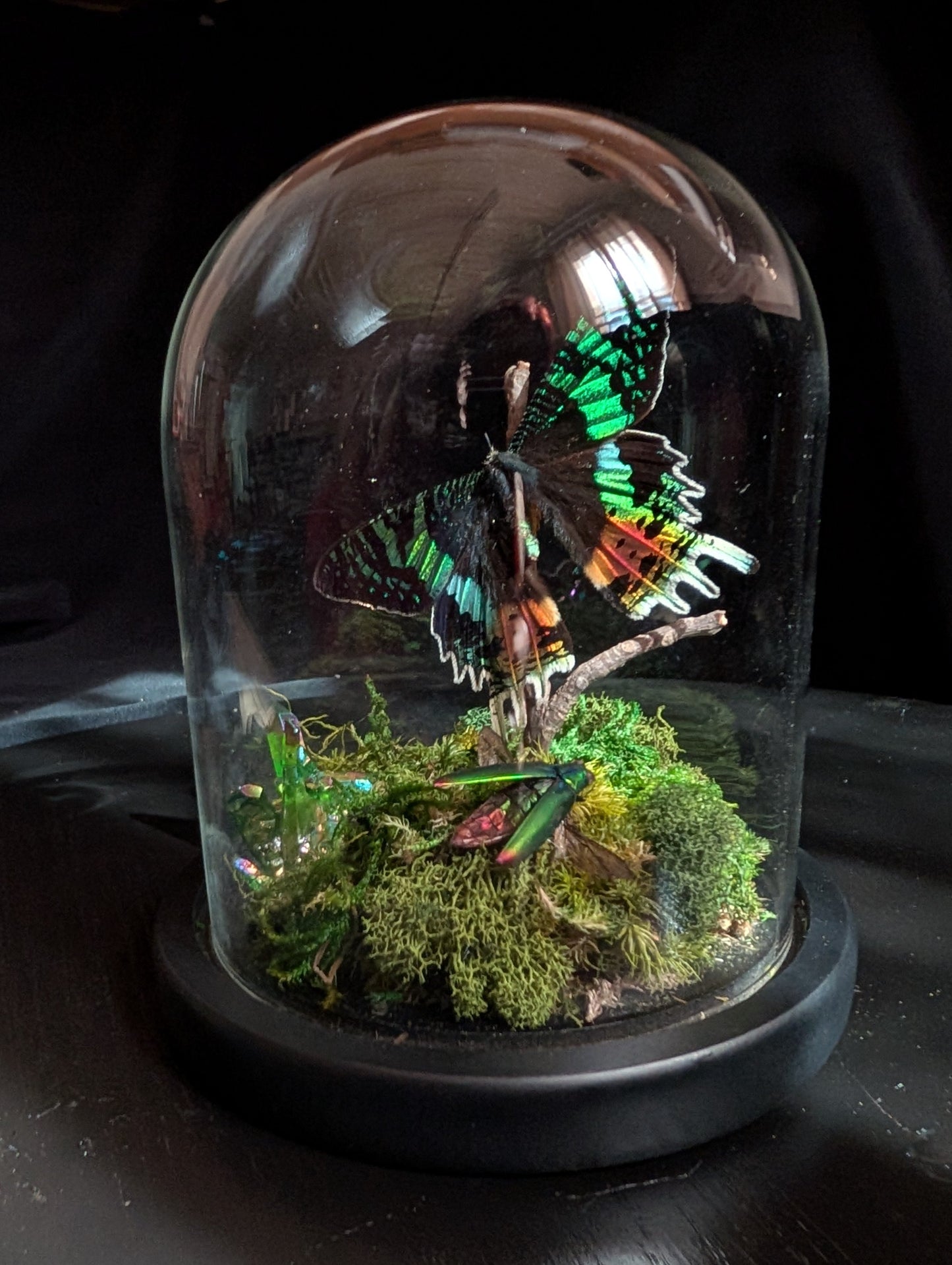 Sunset Moth Mini-World Dome Workshop