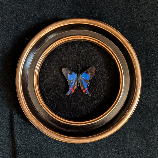 Real rhetus periander butterfly in round frame